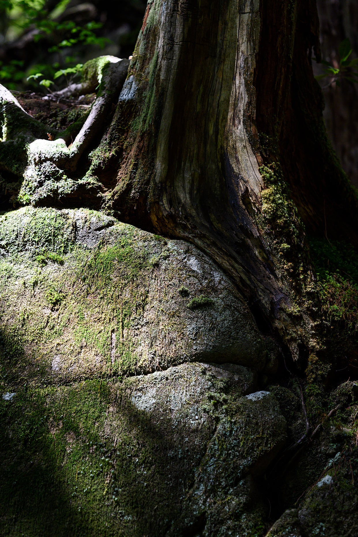 AROMA PLATE:『川 / kawa』